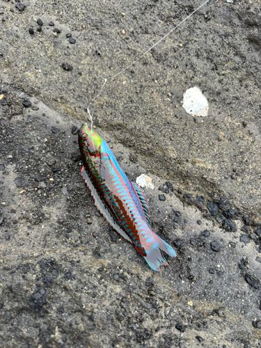 キタマクラの釣果