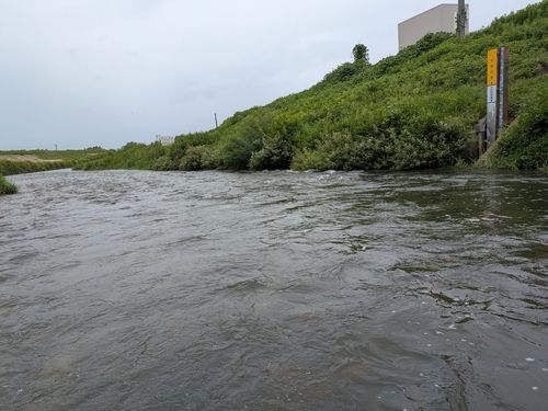 アユの釣果
