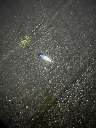 マアジの釣果