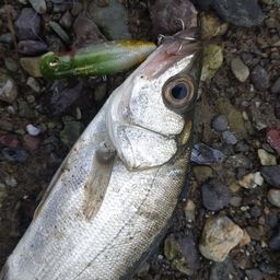 セイゴ（ヒラスズキ）