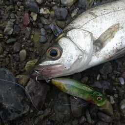 セイゴ（ヒラスズキ）