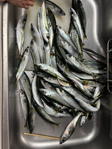 サバの釣果
