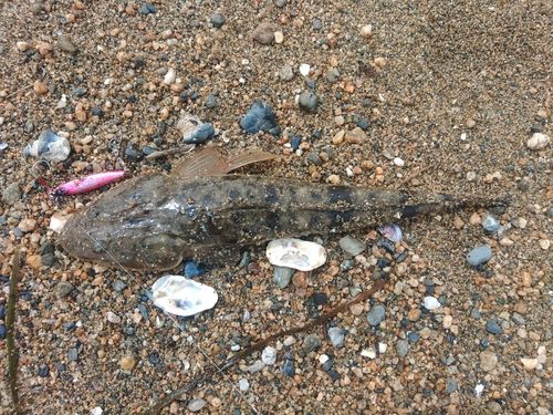 マゴチの釣果