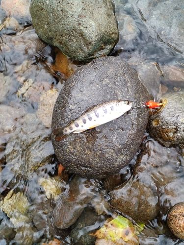 ヤマメの釣果