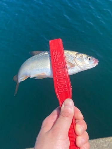 ウグイの釣果