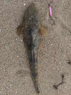 マゴチの釣果