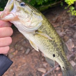 ラージマウスバス