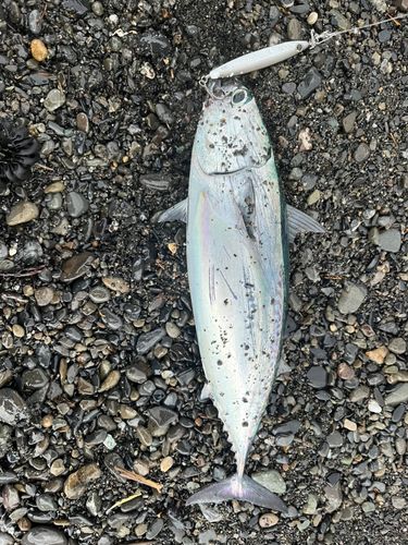 ソウダガツオ