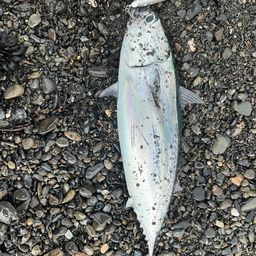 ソウダガツオ
