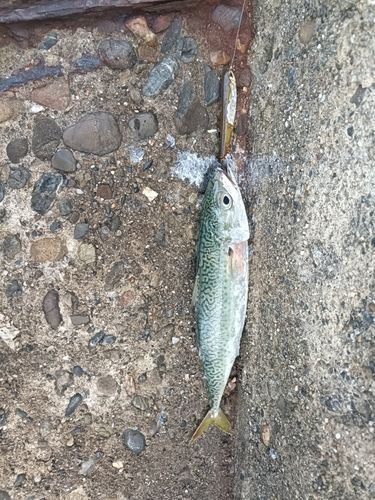 サバの釣果