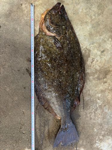 ヒラメの釣果