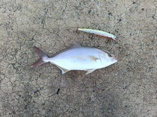 ショゴの釣果
