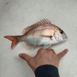 マダイ