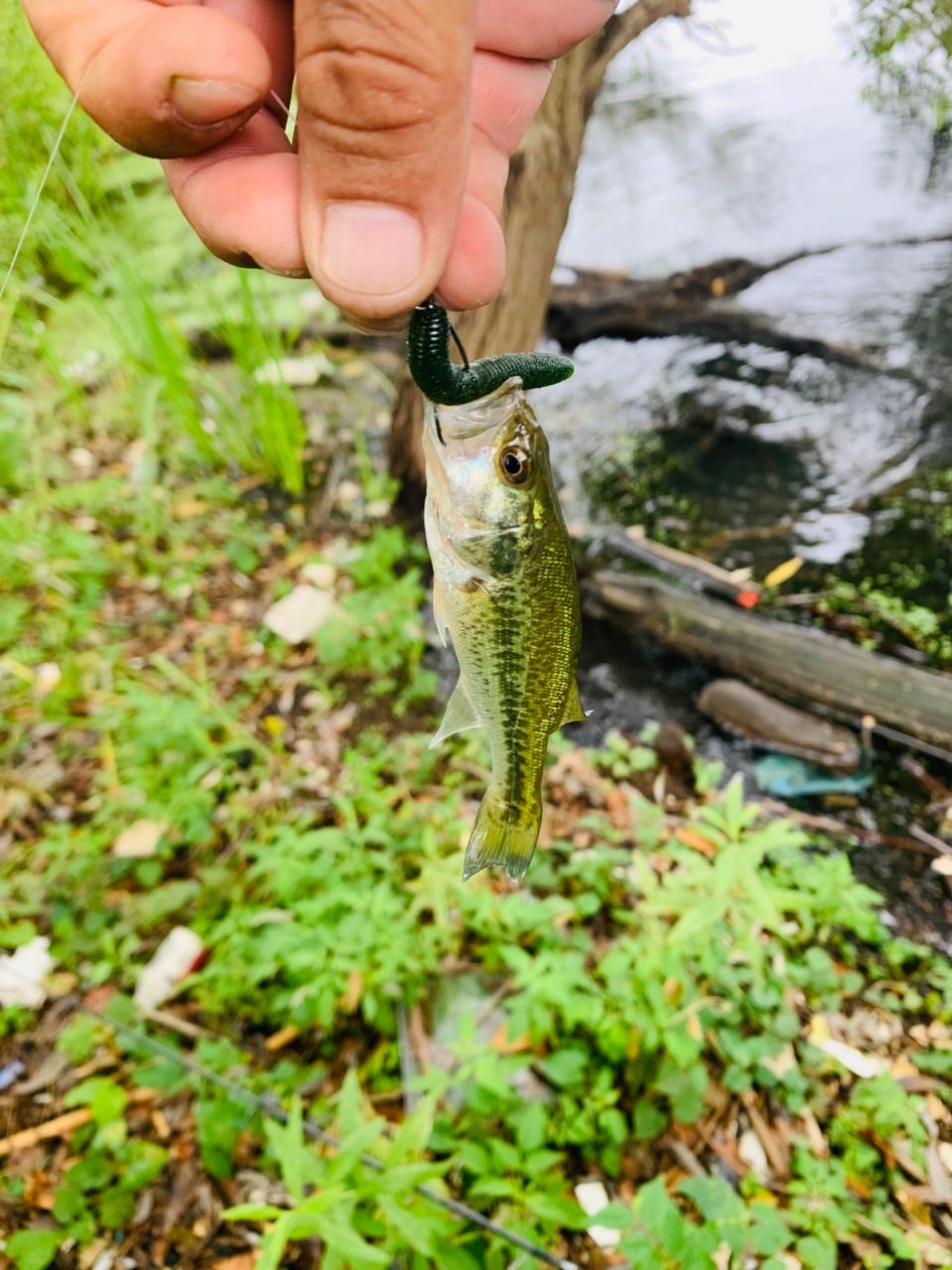 ラージマウスバス