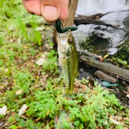 ラージマウスバス