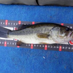 ラージマウスバス