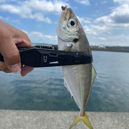アジ