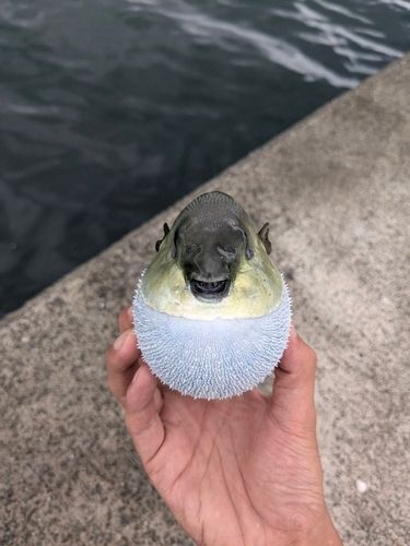 フグの釣果