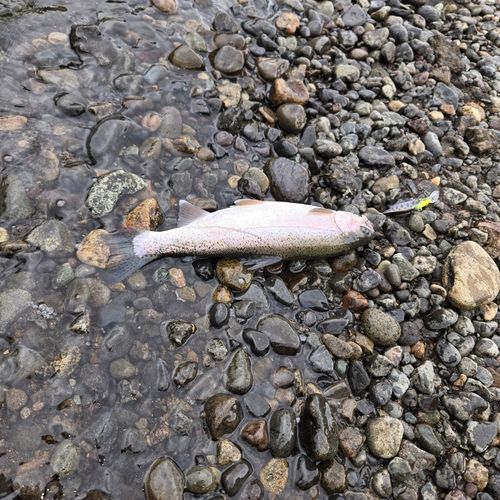 ニジマスの釣果