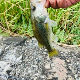 ラージマウスバス