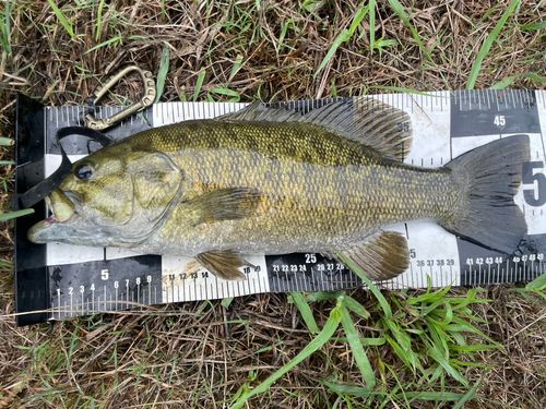 スモールマウスバスの釣果