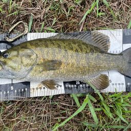 スモールマウスバス