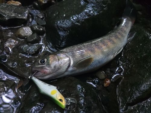 イワナの釣果