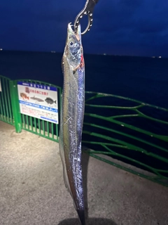 タチウオの釣果