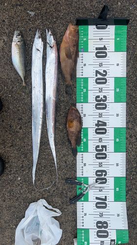 タチウオの釣果