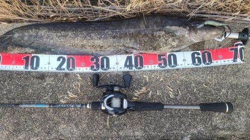 ニホンナマズの釣果