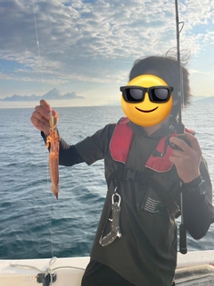 スルメイカの釣果