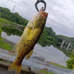 ブラックバス