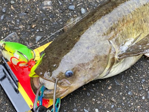 ナマズの釣果
