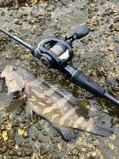 クエの釣果