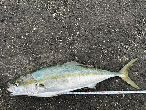 ブリの釣果