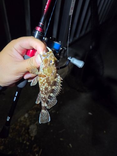 カサゴの釣果