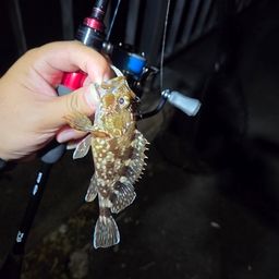 カサゴ
