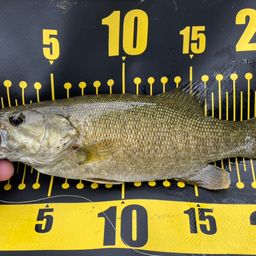 スモールマウスバス