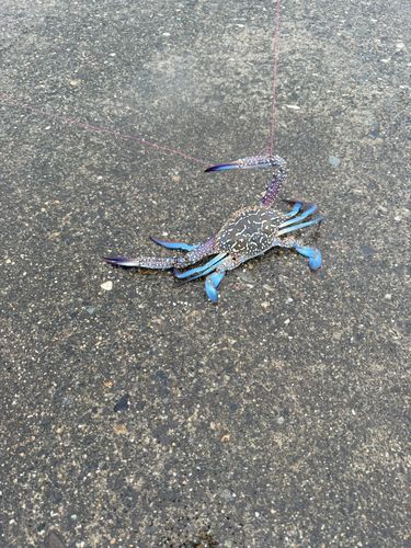タイワンガザミの釣果