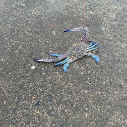 タイワンガザミ