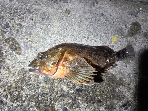カサゴの釣果