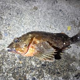 カサゴ