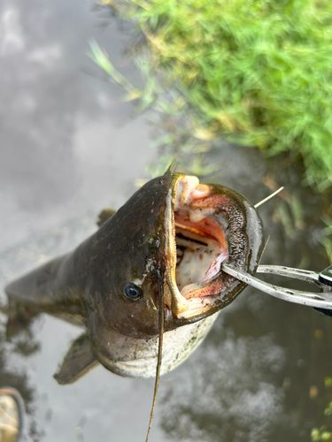 ナマズの釣果
