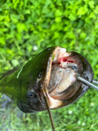 ナマズの釣果