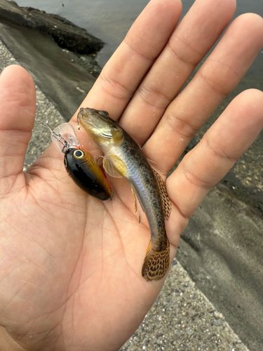マハゼの釣果