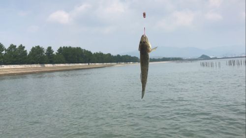 マハゼの釣果