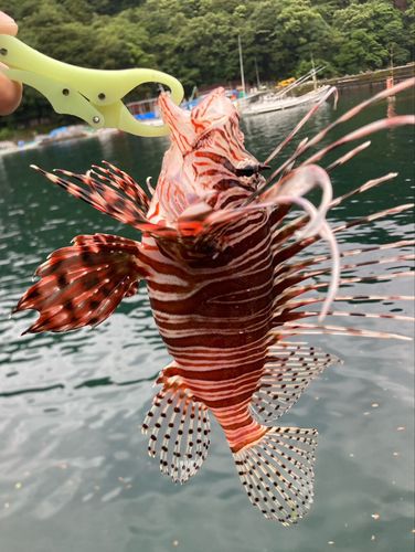 ミノカサゴの釣果