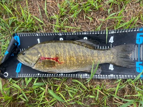 スモールマウスバスの釣果