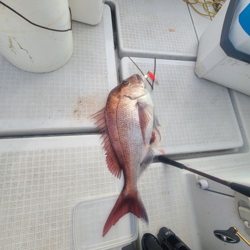 タイの釣果