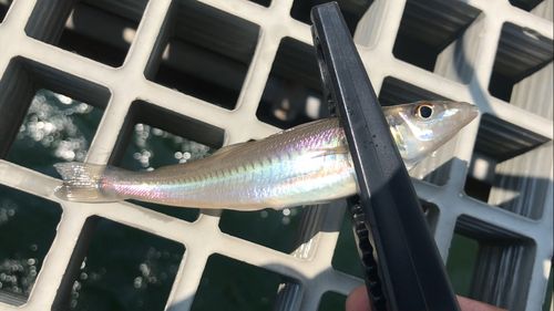 シロギスの釣果